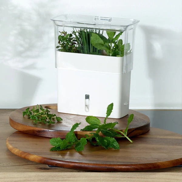 Fresh Herb Keeper